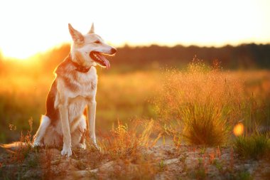 Yeşil bir çayırda yürüyen husky köpeğinin ön görünümü kameraya bakıyor. Yeşil ağaçlar ve çim arka plan.