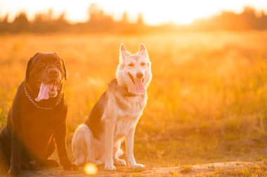 İki köpek husky ve kahverengi labrador yeşil çayır üzerinde oturan ve gün batımında kamera bakıyor. Orman ve çim arka plan