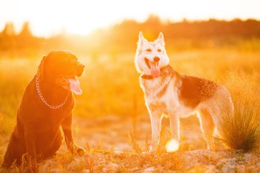 İki köpek husky ve kahverengi labrador yeşil çayır üzerinde oturan ve gün batımında kamera bakıyor. Orman ve çim arka plan
