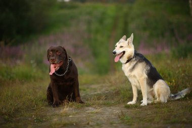 İki köpek husky ve kahverengi labrador yeşil çayır üzerinde oturan ve alacakaranlıkta kamera bakıyor. Orman ve çim arka plan
