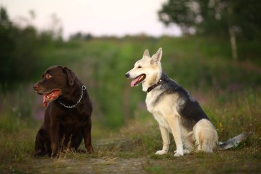 İki köpek husky ve kahverengi labrador yeşil çayır üzerinde oturan ve alacakaranlıkta kamera bakıyor. Orman ve çim arka plan