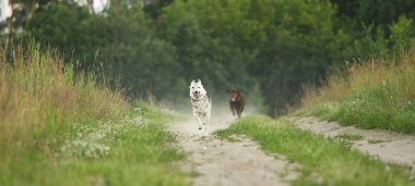 İki köpek husky ve kahverengi labrador yeşil çayır üzerinde çalışan ve alacakaranlıkta kamera bakıyor. Orman ve çim arka plan