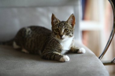 Gri ve beyaz Kedi oturma odasında ofis sandalyesinde yatıyor