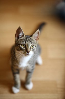 Gri ve beyaz tekir Kedi bir odada katta oturan