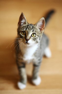 Gri ve beyaz tekir Kedi bir odada katta oturan