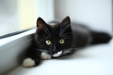 Tembel güzel siyah kedi pencerenin yanında yatıyor. Pencere eşik üzerinde rahatlatıcı güzel gözleri ile Gri tabby sevimli kedi yavrusu.