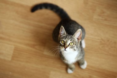 Gri ve beyaz tekir Kedi bir odada katta oturan