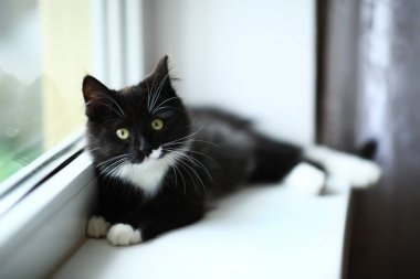 Tembel güzel siyah kedi pencerenin yanında yatıyor. Pencere eşik üzerinde rahatlatıcı güzel gözleri ile Gri tabby sevimli kedi yavrusu.