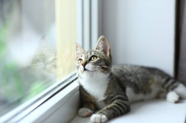 Tembel güzel siyah kedi pencerenin yanında yatıyor. Pencere eşik üzerinde rahatlatıcı güzel gözleri ile Gri tabby sevimli kedi yavrusu.