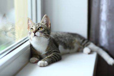 Tembel güzel siyah kedi pencerenin yanında yatıyor. Pencere eşik üzerinde rahatlatıcı güzel gözleri ile Gri tabby sevimli kedi yavrusu.