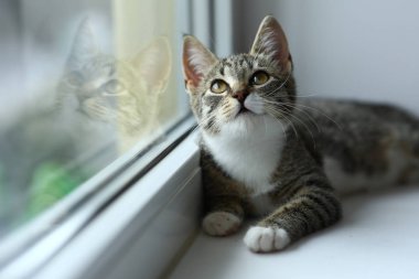 Tembel güzel siyah kedi pencerenin yanında yatıyor. Pencere eşik üzerinde rahatlatıcı güzel gözleri ile Gri tabby sevimli kedi yavrusu.