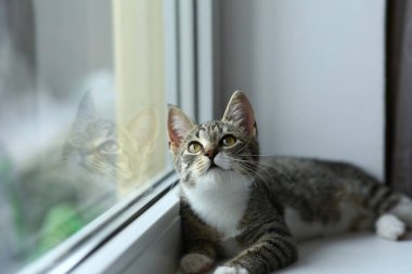 Tembel güzel siyah kedi pencerenin yanında yatıyor. Pencere eşik üzerinde rahatlatıcı güzel gözleri ile Gri tabby sevimli kedi yavrusu.