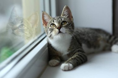 Tembel güzel siyah kedi pencerenin yanında yatıyor. Pencere eşik üzerinde rahatlatıcı güzel gözleri ile Gri tabby sevimli kedi yavrusu.