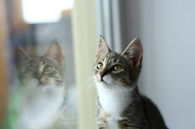 Tembel güzel siyah kedi pencerenin yanında yatıyor. Pencere eşik üzerinde rahatlatıcı güzel gözleri ile Gri tabby sevimli kedi yavrusu.