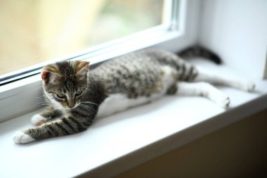 Tembel güzel siyah kedi pencerenin yanında yatıyor. Pencere eşik üzerinde rahatlatıcı güzel gözleri ile Gri tabby sevimli kedi yavrusu.