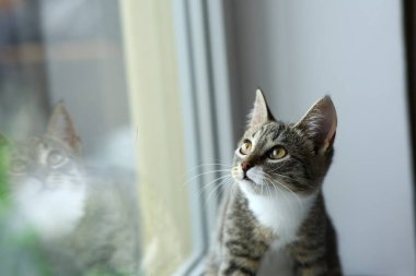 Tembel güzel siyah kedi pencerenin yanında yatıyor. Pencere eşik üzerinde rahatlatıcı güzel gözleri ile Gri tabby sevimli kedi yavrusu.