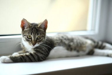 Tembel güzel siyah kedi pencerenin yanında yatıyor. Pencere eşik üzerinde rahatlatıcı güzel gözleri ile Gri tabby sevimli kedi yavrusu.