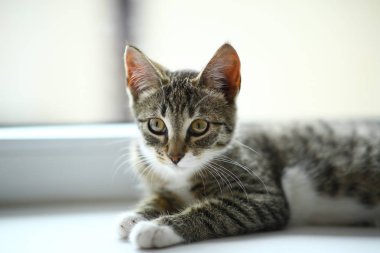 Tembel güzel siyah kedi pencerenin yanında yatıyor. Pencere eşik üzerinde rahatlatıcı güzel gözleri ile Gri tabby sevimli kedi yavrusu.