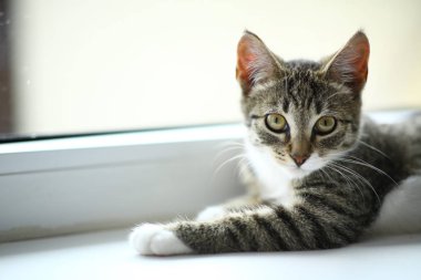 Tembel güzel siyah kedi pencerenin yanında yatıyor. Pencere eşik üzerinde rahatlatıcı güzel gözleri ile Gri tabby sevimli kedi yavrusu.