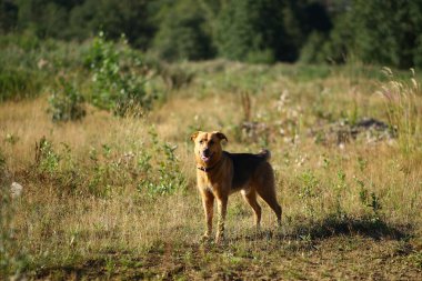 Portre mutlu melez köpek güneşli yeşil alanda yürüyüş. Yeşil çim ve ağaçlar arka plan