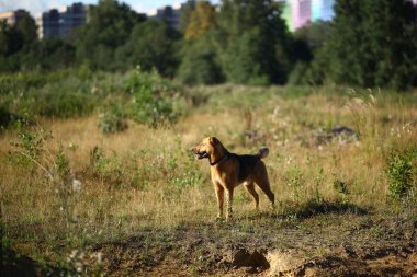 Portre mutlu melez köpek güneşli yeşil alanda yürüyüş. Yeşil çim ve ağaçlar arka plan
