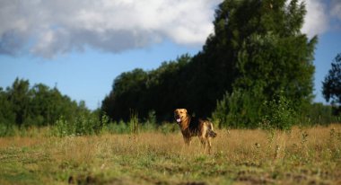 Portre mutlu melez köpek güneşli yeşil alanda yürüyüş. Yeşil çim ve ağaçlar arka plan