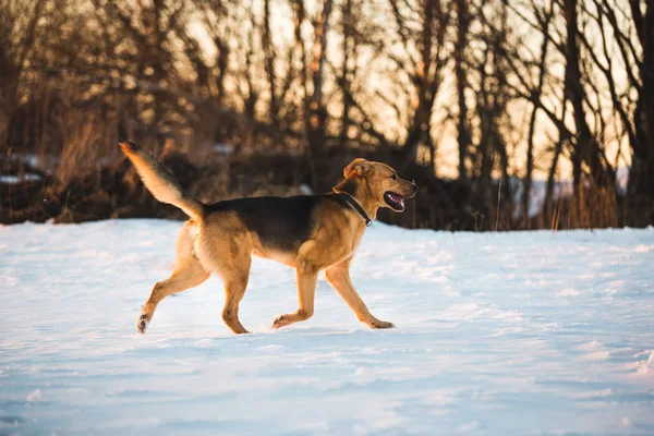 Sevimli karışık cins köpek dışında. Karda Mongrel