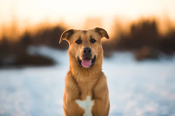 Mignon chien de race mixte à l'extérieur. Mongrel dans la neige — Photo