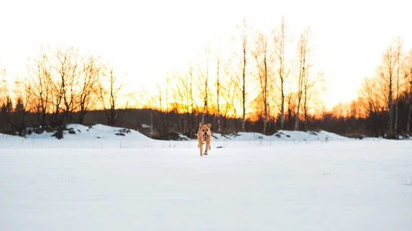 Большая собака бежит в направлении камеры, выглядит счастливой. Дворняга в снегу на закате — стоковое фото