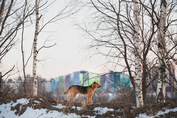 Mignon chien de race mixte à l'extérieur. Mongrel dans la neige — Photo