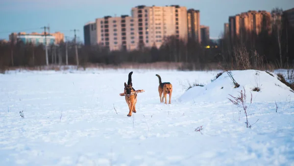 Симпатичные две собаки смешанной породы играют на улице в снежном поле — стоковое фото