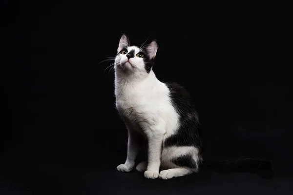 Negro y blanco gato sentarse en negro fondo . —  Fotos de Stock