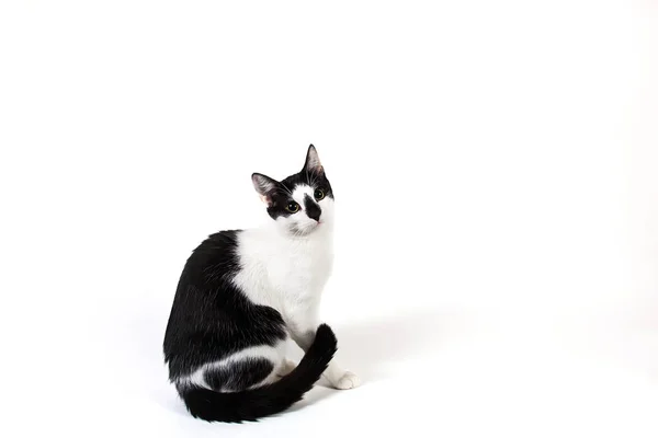 Gato blanco y negro sentado sobre fondo blanco aislado. —  Fotos de Stock