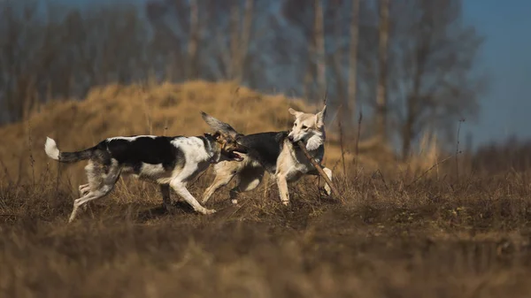 Dos perros corriendo en el campo en un día soleado —  Fotos de Stock