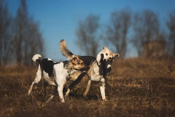 Две собаки бегут по полю в солнечный день — стоковое фото