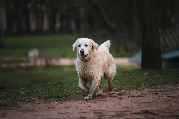 Smutsig hund på promenad springa framåt på kvällen — Stockfoto