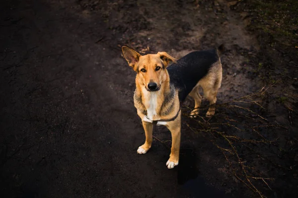 Blick von oben auf fröhlichen Mischlingshund, der steht und sorgfältig in die Kamera schaut — Stockfoto