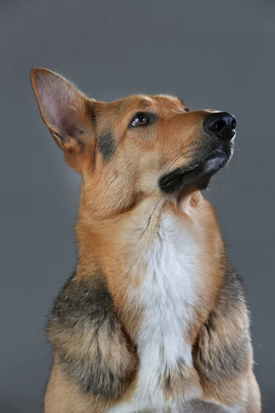 Stüdyoda kırmızı ve siyah melez köpek