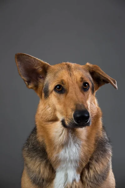 Red and black mongrel dog in the studio — Stock Photo, Image