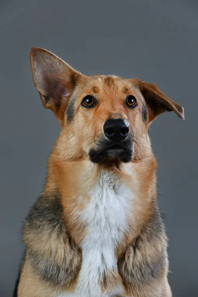 Stüdyoda kırmızı ve siyah melez köpek