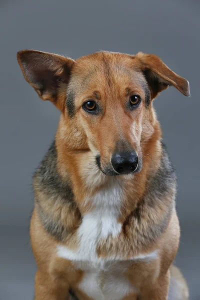 Stüdyoda kırmızı ve siyah melez köpek