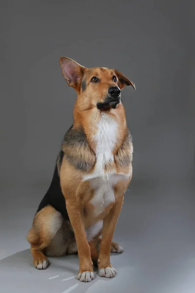 Vermelho e preto cão rafeiro no estúdio — Fotografia de Stock