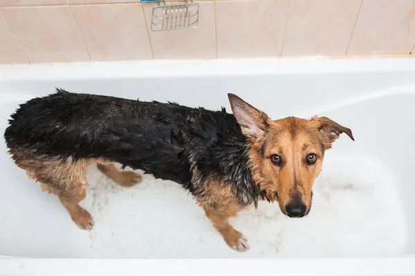 Kąpiel zabawny pies rasy mieszanej. Pies przy kąpieli bąbelkowej. Oporządzanie konia pies. — Zdjęcie stockowe