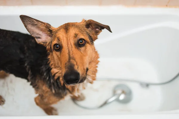 Baden des lustigen Mischlingshundes. Hund beim Schaumbad. Pflegehund. — Stockfoto