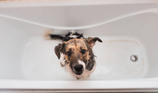 Banho do cão de raça mista engraçado. Um cão a tomar um banho de espuma. Cão de limpeza . — Fotografia de Stock