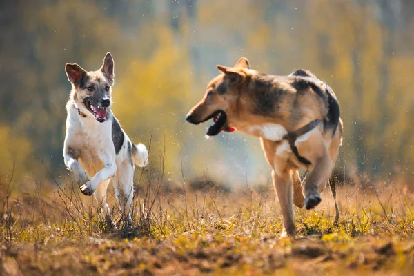화창한 날에 노란 초원에서 두 마리의 달리는 괴물 개 — 스톡 사진