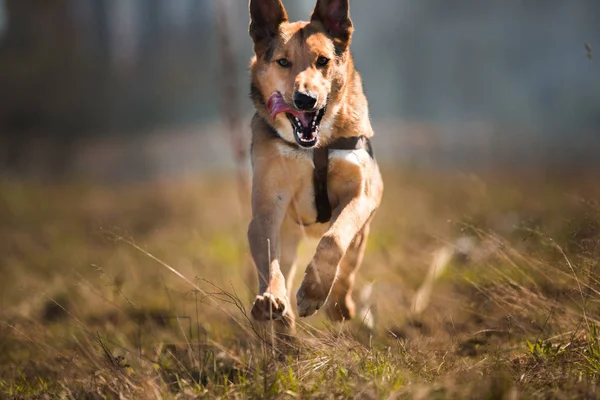 Retrato perro mestizo feliz corriendo hacia adelante en el campo verde soleado y mirando a un lado. Cielo azul y fondo de nubes — Foto de Stock