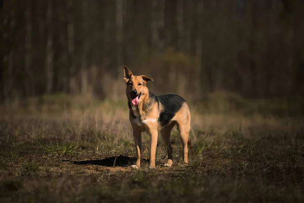 Ritratto felice cane randagio che cammina su un campo verde soleggiato. Foresta e fumo sfondo — Foto Stock