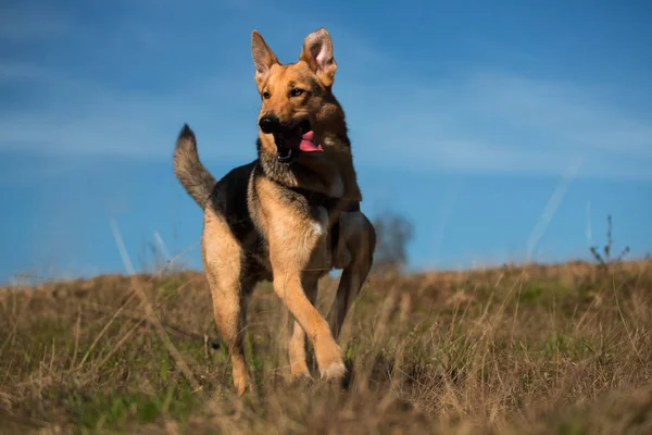 Portrait happy mongrel dog running forward on sunny green field and looking at aside. Biru langit dan awan latar belakang — Stok Foto