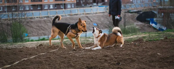 Två söta urbana hundar, herde och franska Bulldog, lära känna och hälsning varandra genom att sniffa — Stockfoto